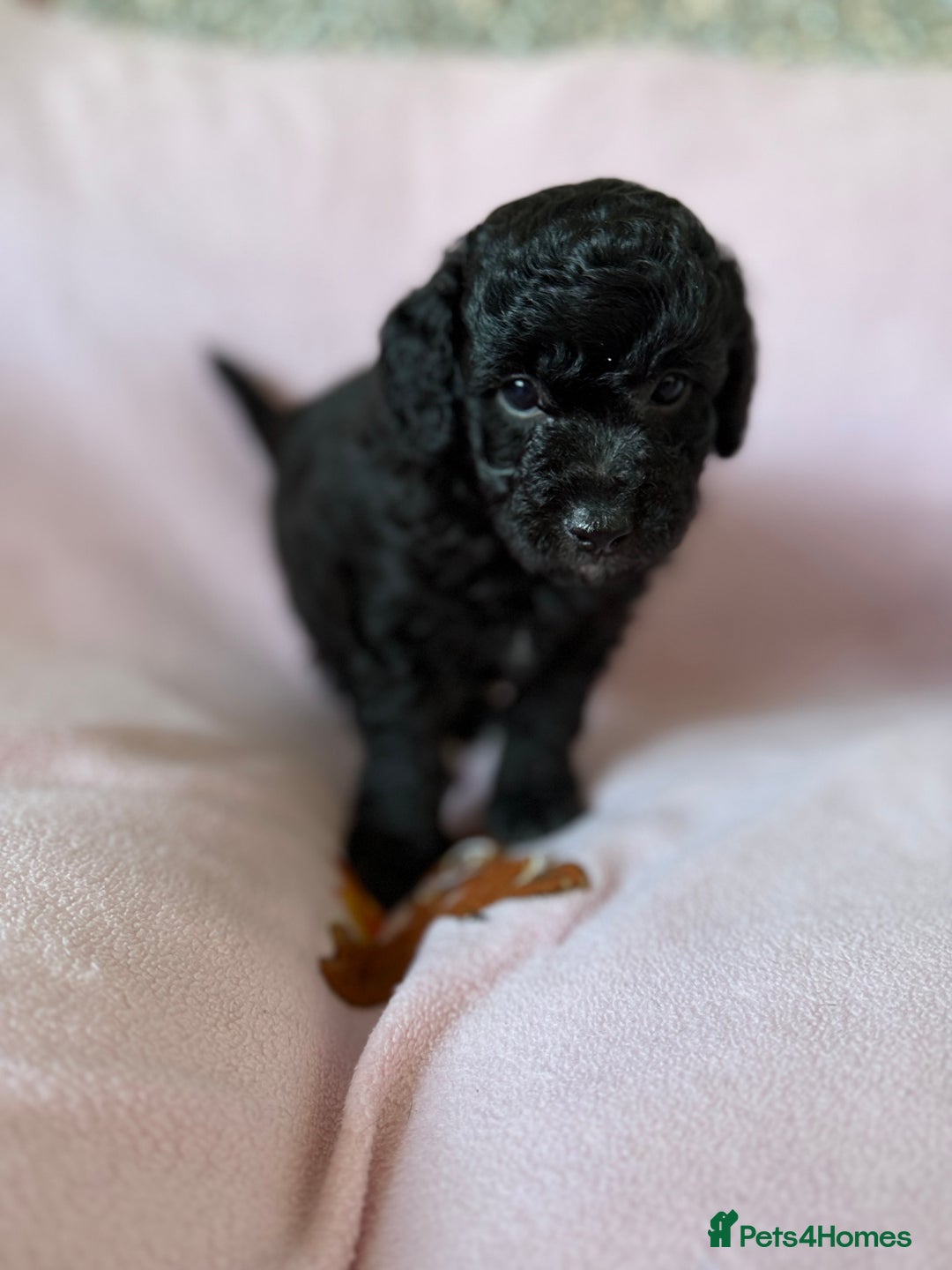Labradoodle dogs for sale: Last three F1BB mini/toy labradoodle puppies  - Image 9