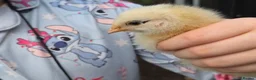 Chickens poultry for sale: Fertile Micro Serama hatching eggs - Advert 3