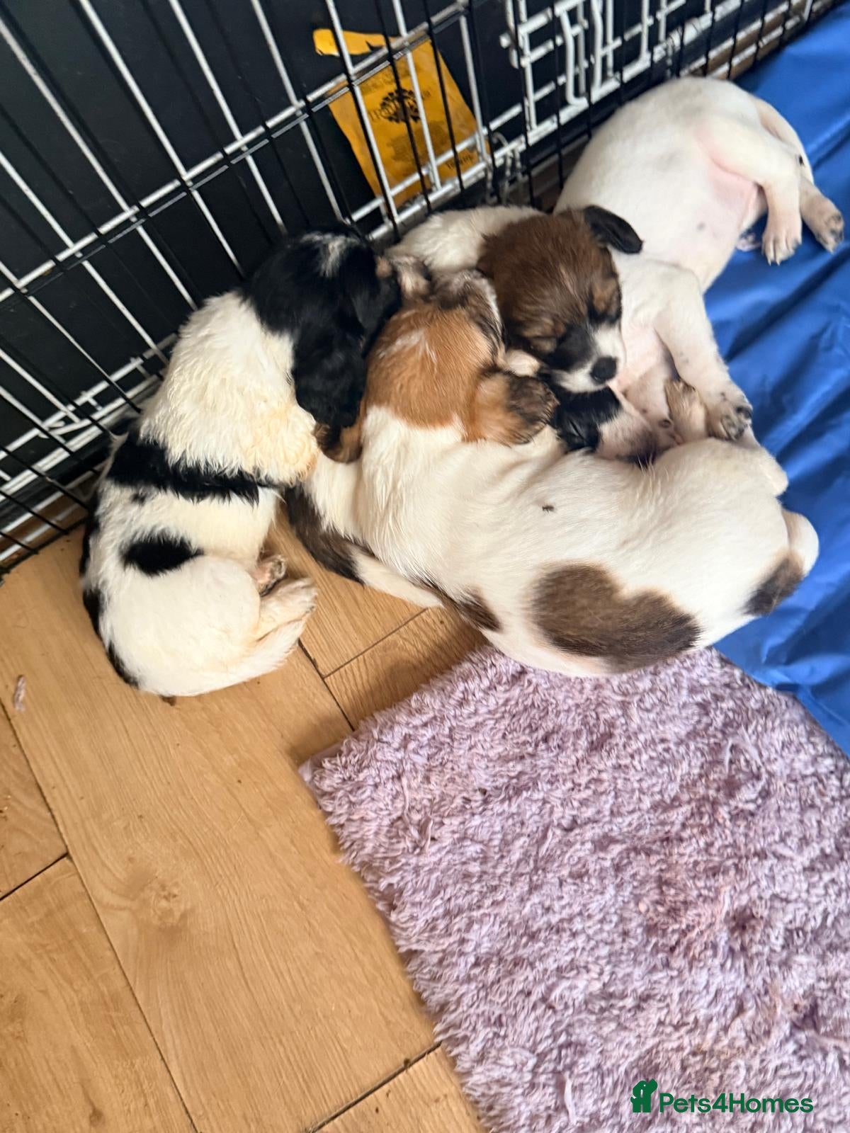 Mixed Breed dogs Jackapoochon mixed breed - Advert 5