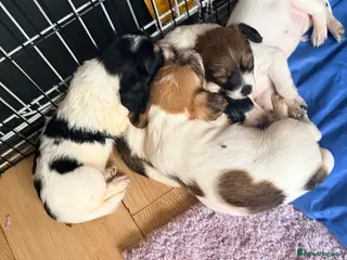 Mixed Breed dogs Jackapoochon mixed breed - Advert 5