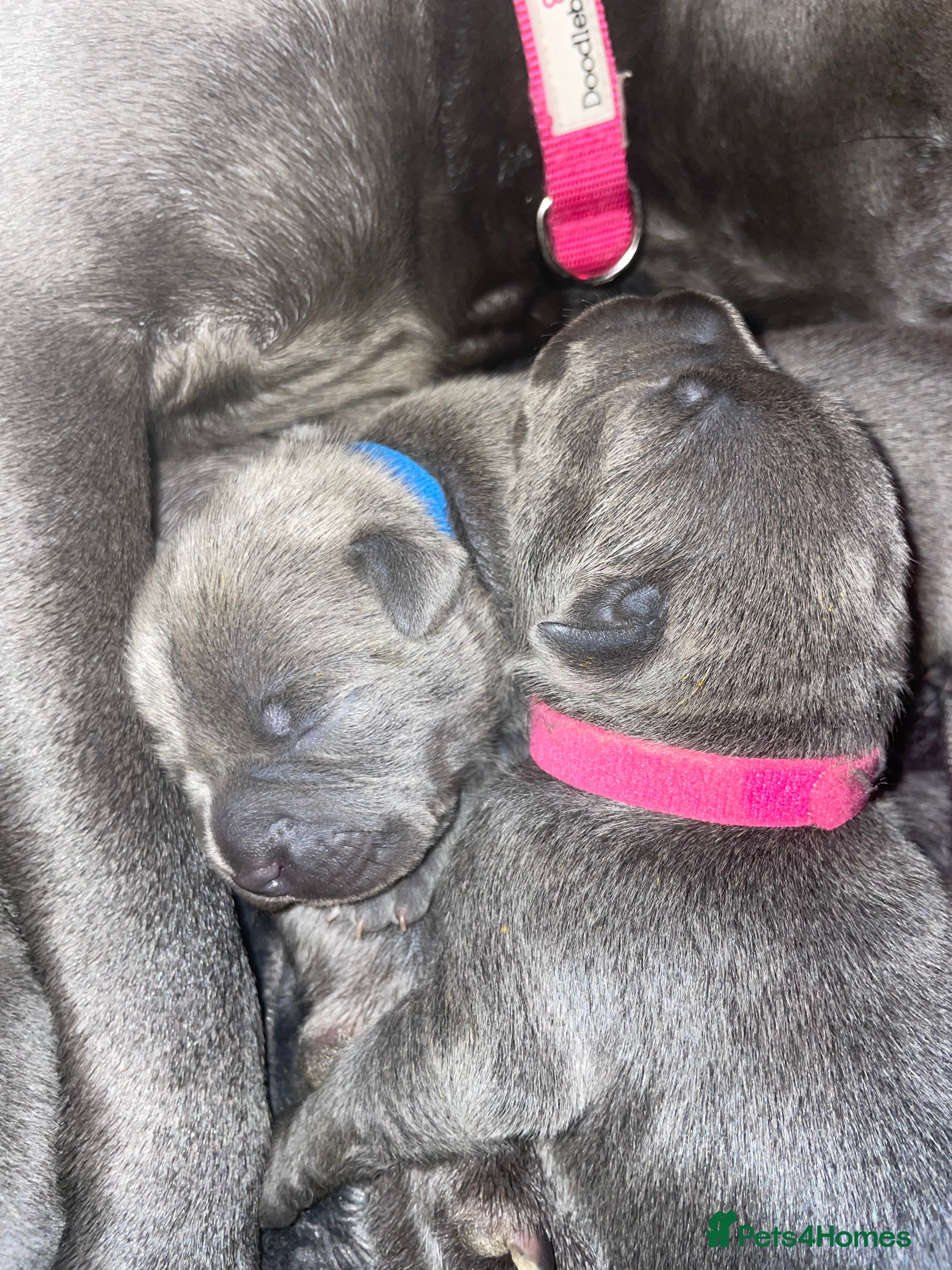 Staffordshire Bull Terrier dogs 7 beautiful KC staffy puppy’s - Advert 7