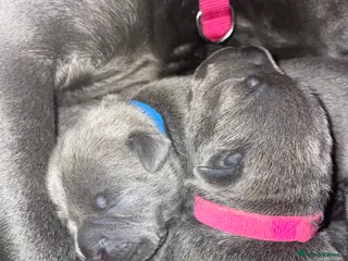 Staffordshire Bull Terrier dogs 7 beautiful KC staffy puppy’s - Advert 7