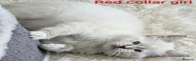 Red collar girl 