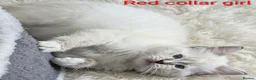 Ragdoll cats for sale: TICA registered Ragdoll kittens  in Bracknell - Advert 3