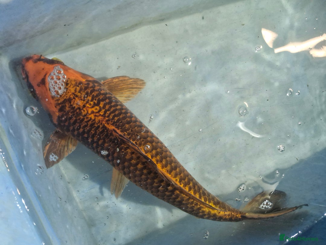 Koi Carp fish for sale: Koi carp various sizes - Advert 11