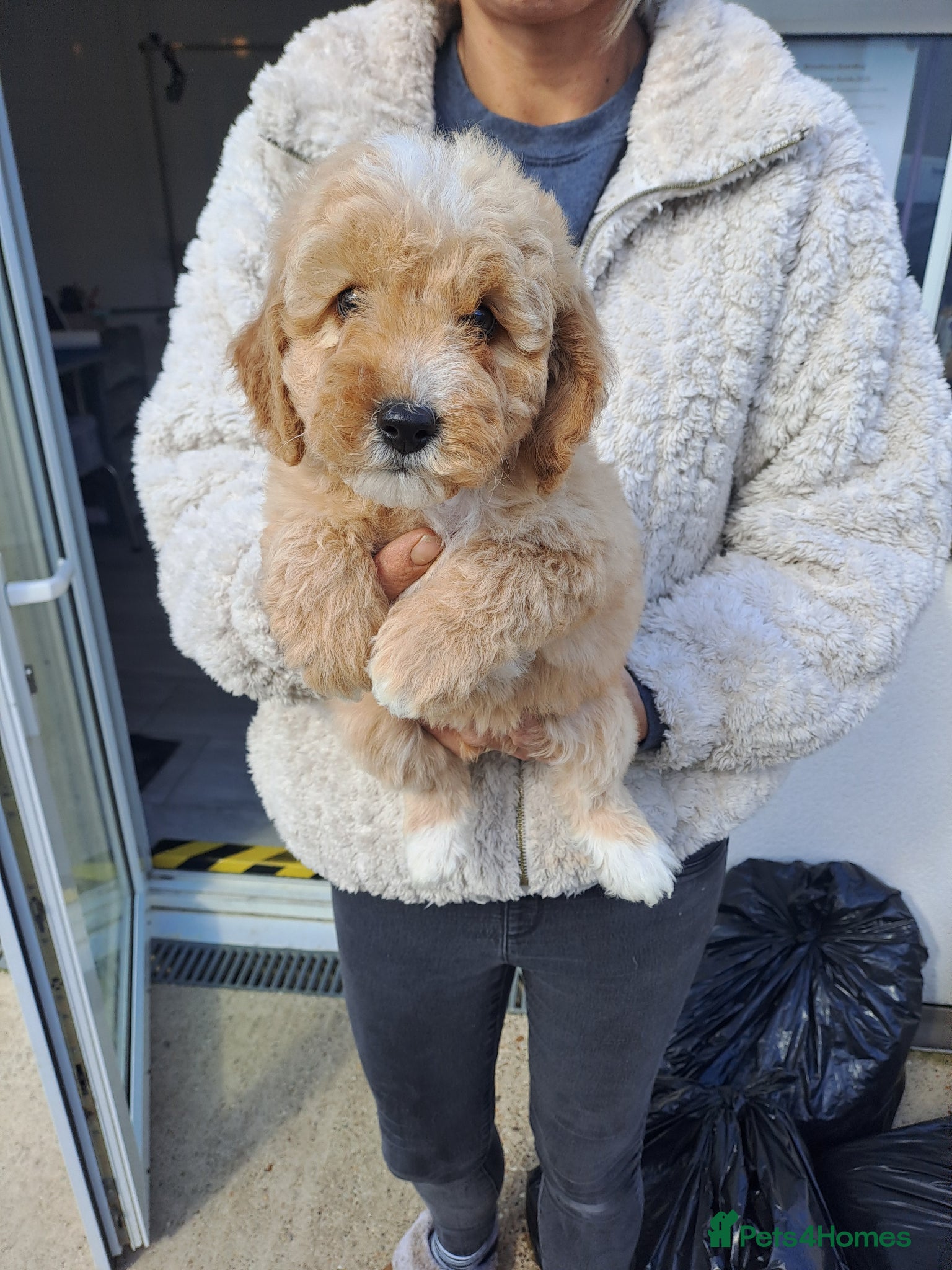 Miniature Poodle dogs Kc Registered Miniture Poodle  - Advert 15