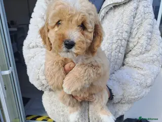 Miniature Poodle dogs Kc Registered Miniture Poodle - Advert 15