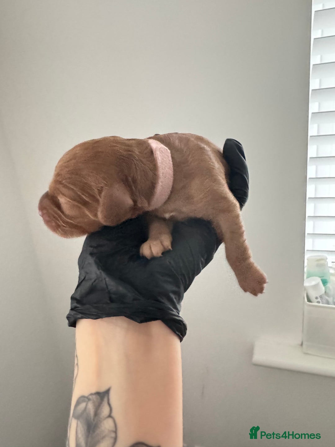 Mixed Breed dogs for sale: 5 Beautiful Cavapoo / Cockapoo puppies  - Image 10
