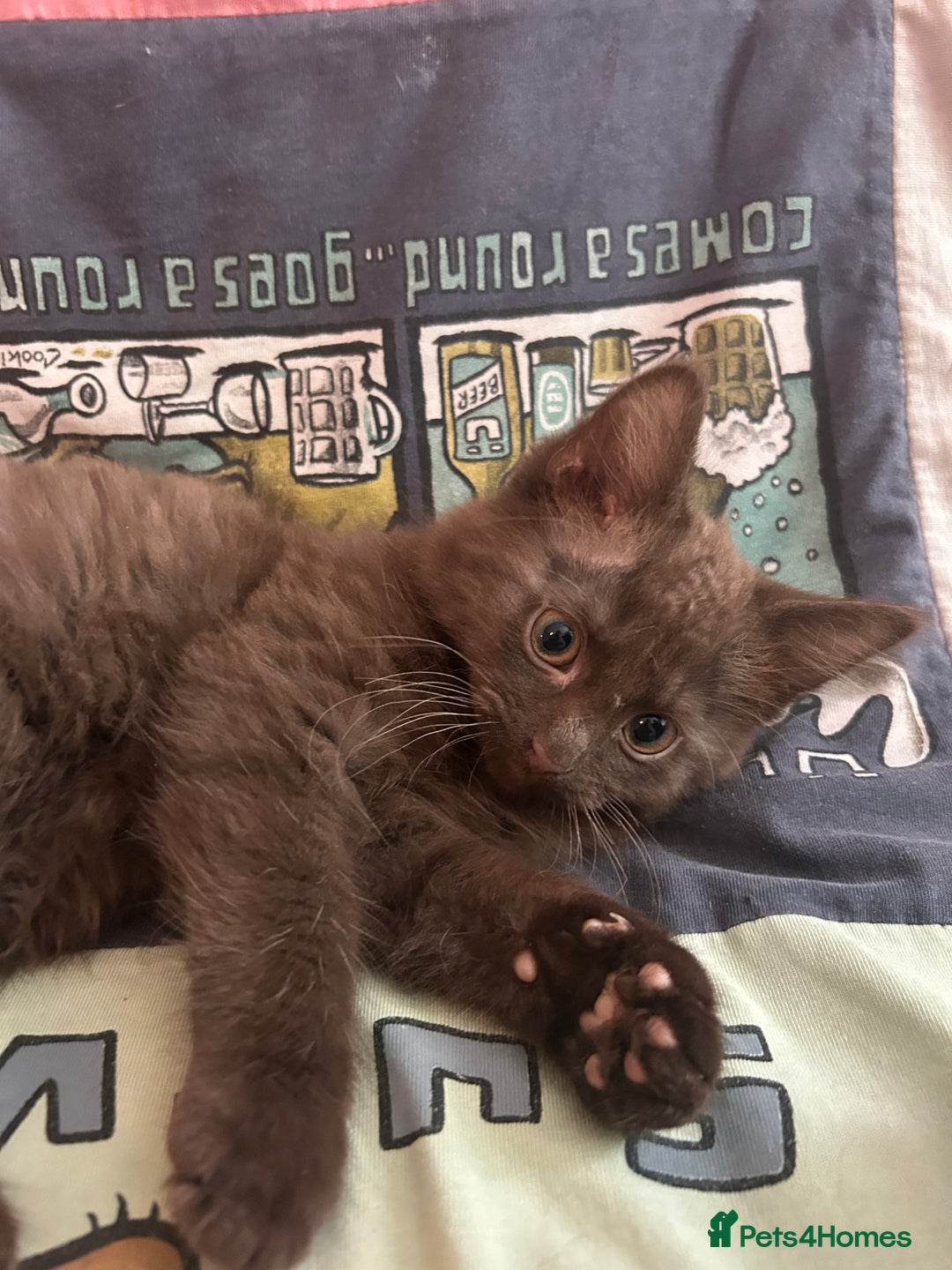 Mixed Breed cats for sale: 5 Beautiful, Fluffy Kittens For Sale! - Image 11