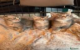 Mixed Breed cats for sale: Maine coon x Scottish fold kittens - Image 31