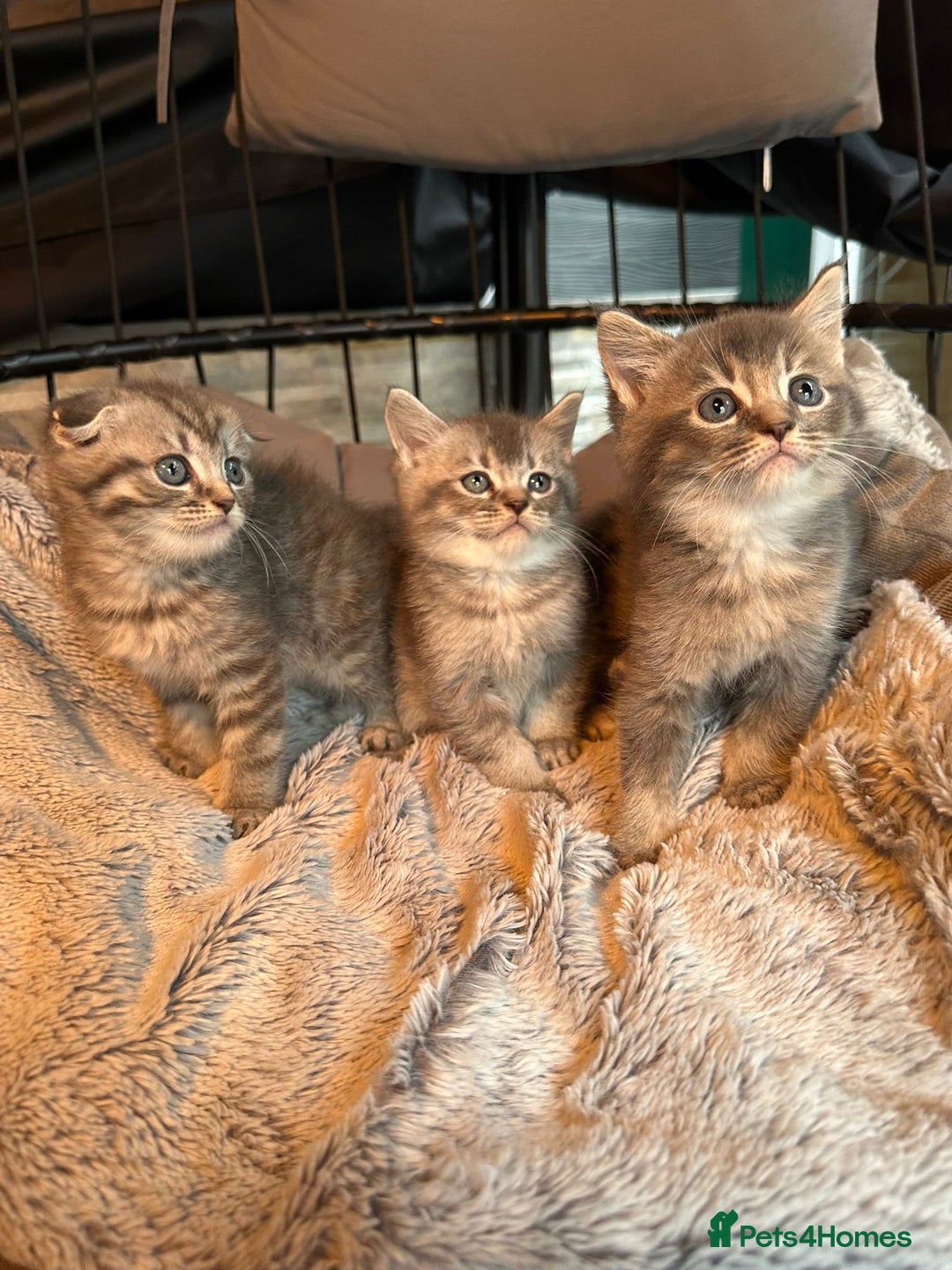 Mixed Breed cats for sale: Maine coon x Scottish fold kittens - Image 31