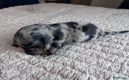Miniature Dachshund dogs for sale: Miniature long-haired dachshunds - Image 1