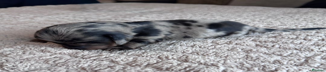 Miniature Dachshund Puppy 3