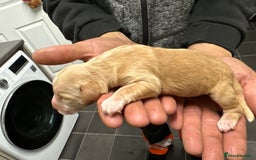 Cockerdor dogs for sale: Cockerdors  - Advert 35