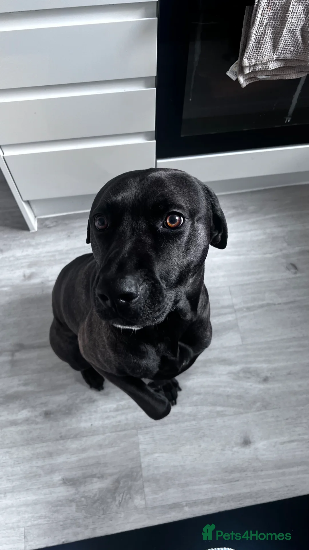 Mixed Breed dogs for sale: Frankie  - Advert 1
