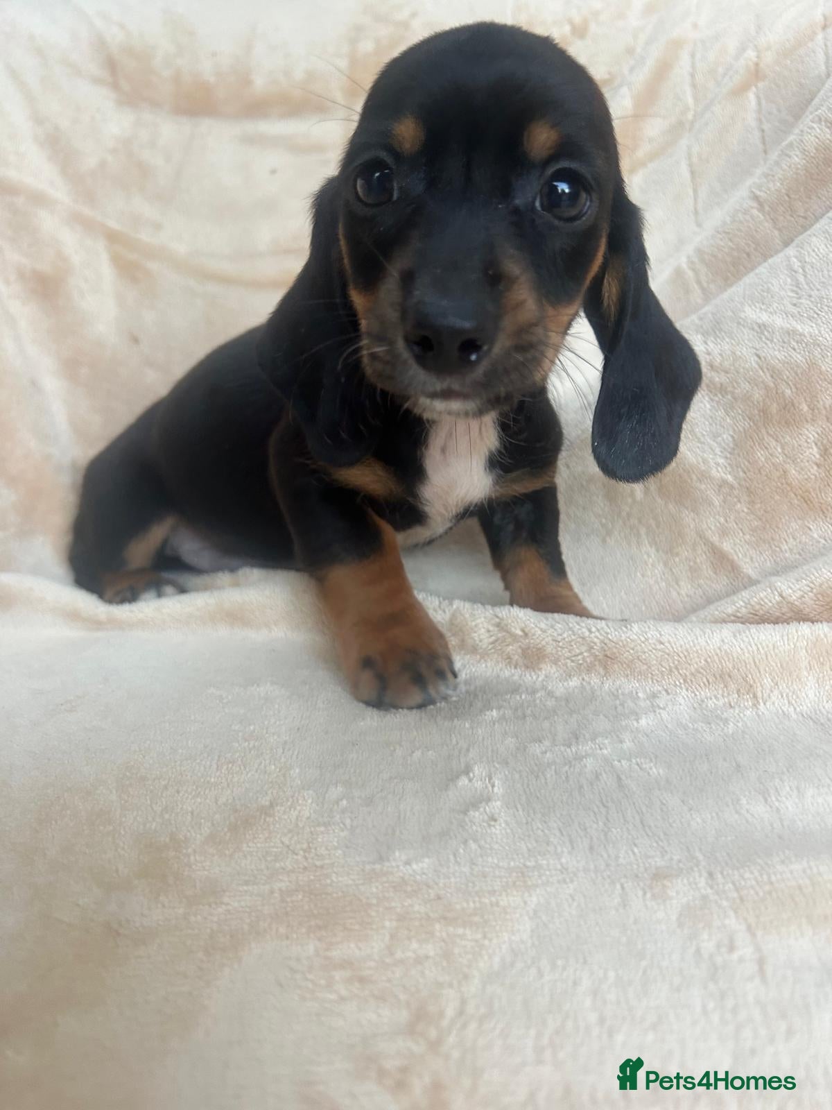 Miniature Dachshund dogs ****mini dachshunds *** - Advert 2