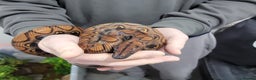 Boa Snake reptiles for sale: CB23 Brazilian rainbow boa unsexed - Advert 1