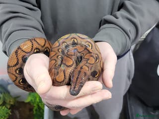 Boa Snake reptiles CB23 Brazilian rainbow boa unsexed - Advert 1