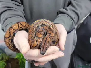Boa Snake reptiles CB23 Brazilian rainbow boa unsexed - Advert 4