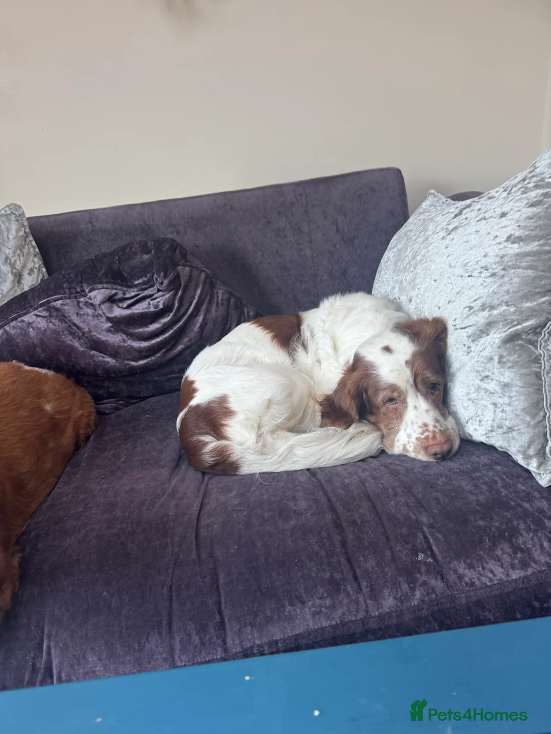 Mixed Breed dogs for sale: Oscar - clumber spaniel/springer spaniel - Advert 5