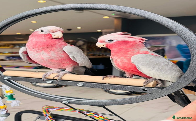 Parrots birds - Advert 1