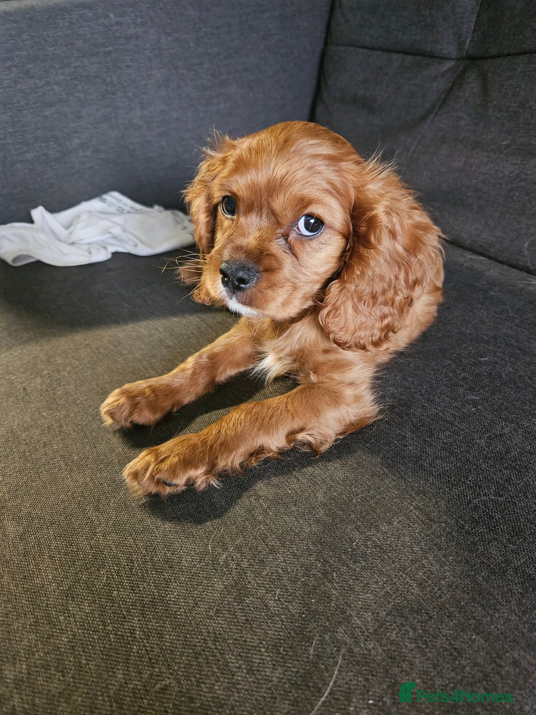 Cavalier King Charles Spaniel dogs for sale: Cavalier - Advert 6