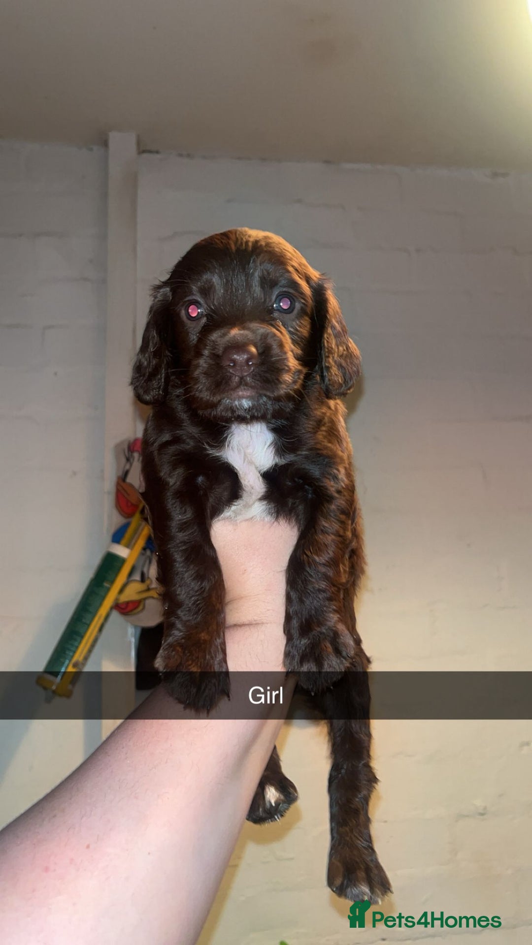 Cocker Spaniel dogs for sale: 7 pups 4 girls 3 boys  - Image 13