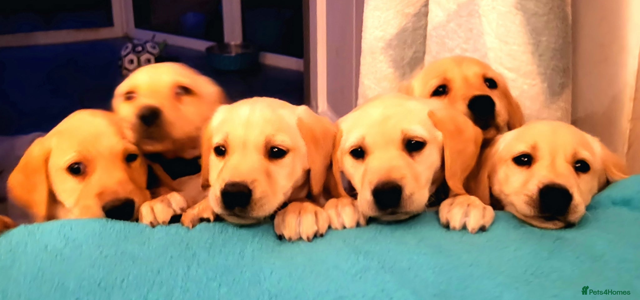 Labrador Retriever dogs Beautifull and Fit golden retrievier labrador pups - Advert 4