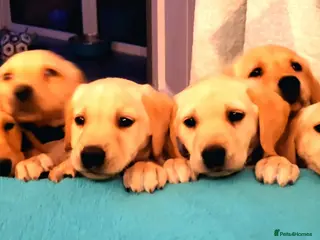 Labrador Retriever dogs Beautifull and Fit golden retrievier labrador pups - Advert 4