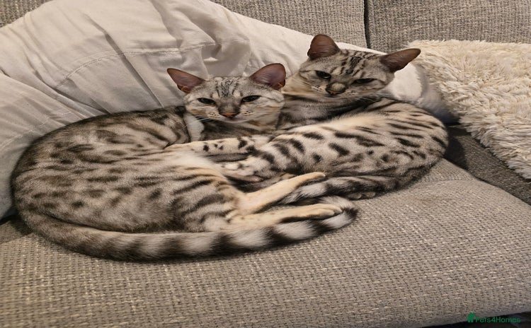 Bengal cats - Advert 9