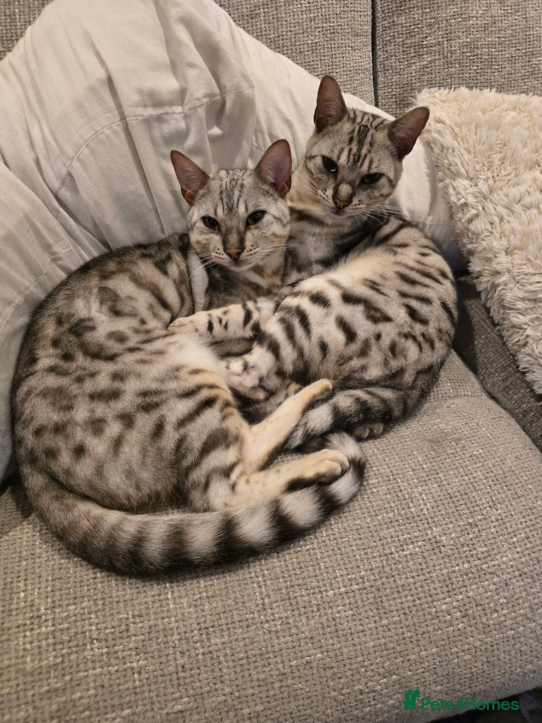 Bengal cats for sale: Bonded silver bengal boys.Have to be kept together - Image 1