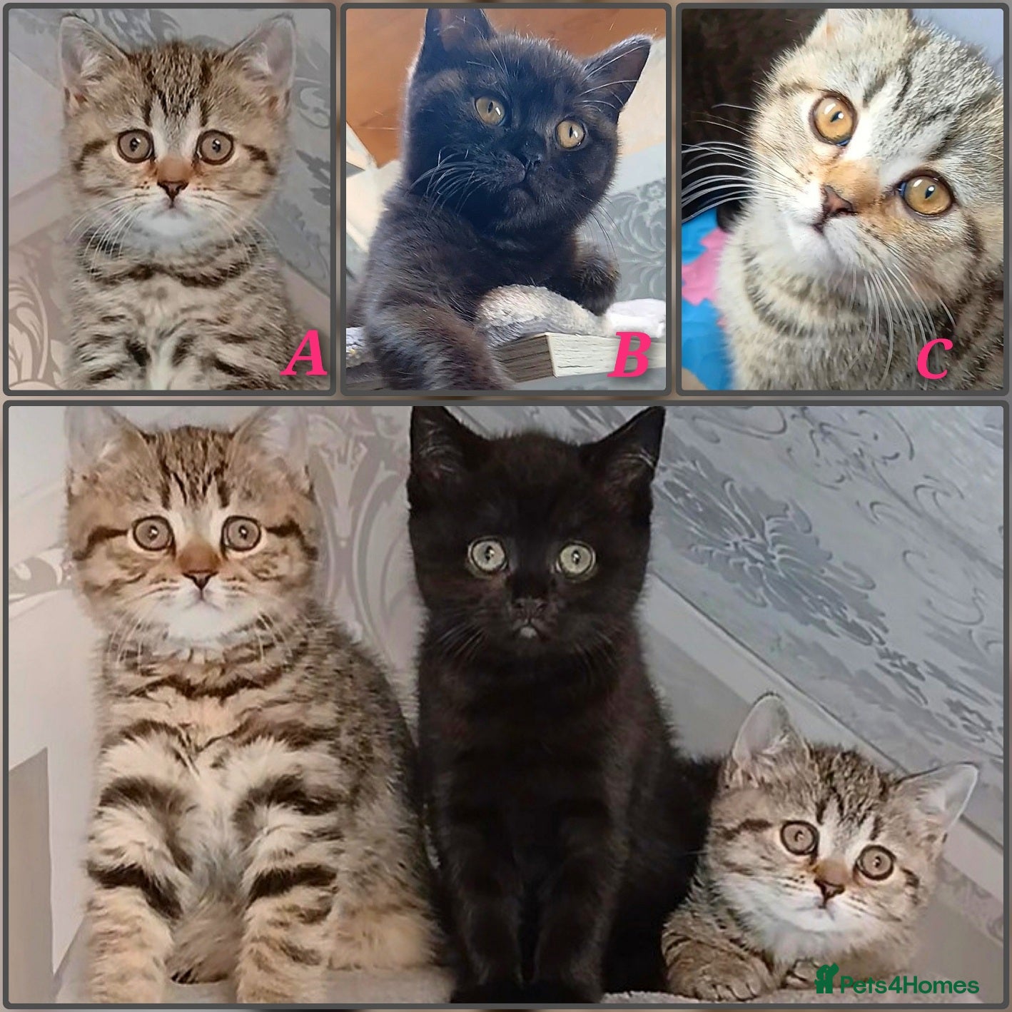 Mixed Breed cats British kittens 🎀 - Advert 2