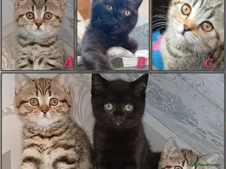 Mixed Breed cats British kittens 🎀 - Advert 2