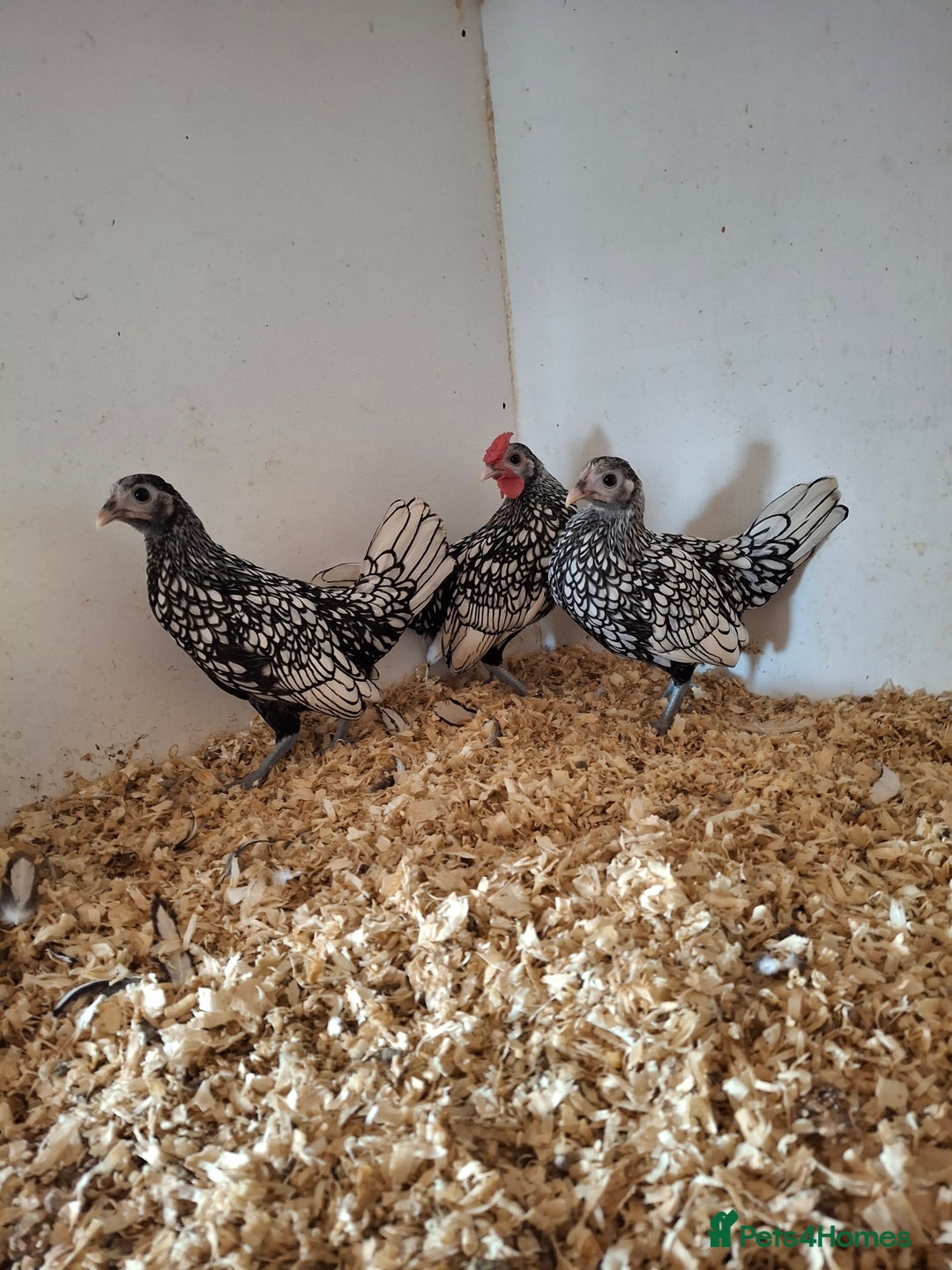 Chickens poultry for sale: Trio of silver laced sebrights  - Image 3