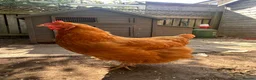 Chickens poultry for sale: 5 Chickens & Coop  - Advert 4
