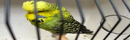 Budgerigars birds for sale: Exibition budgie pairs available - Advert 5