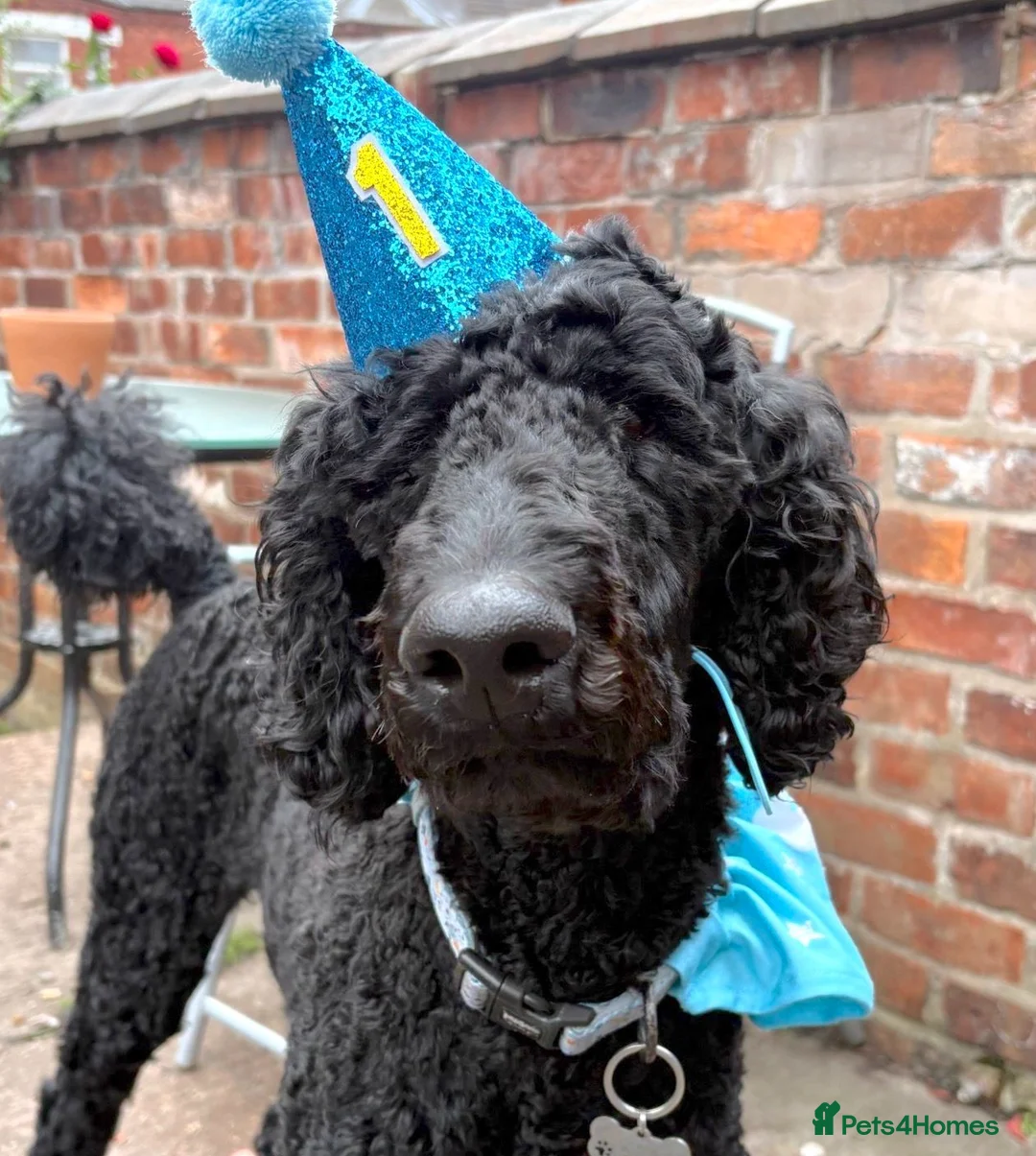 Standard Poodle dogs for sale: Loveable boy needs a new loving home  - Advert 2