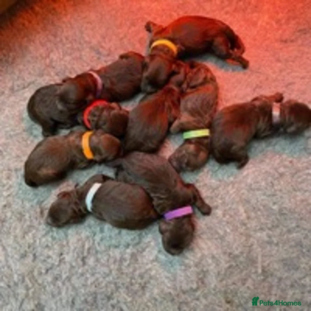 Toy Poodle dogs for stud: Percy KC Chocolate Phantom Toy Poodle Stud in Middlesbrough - Advert 9