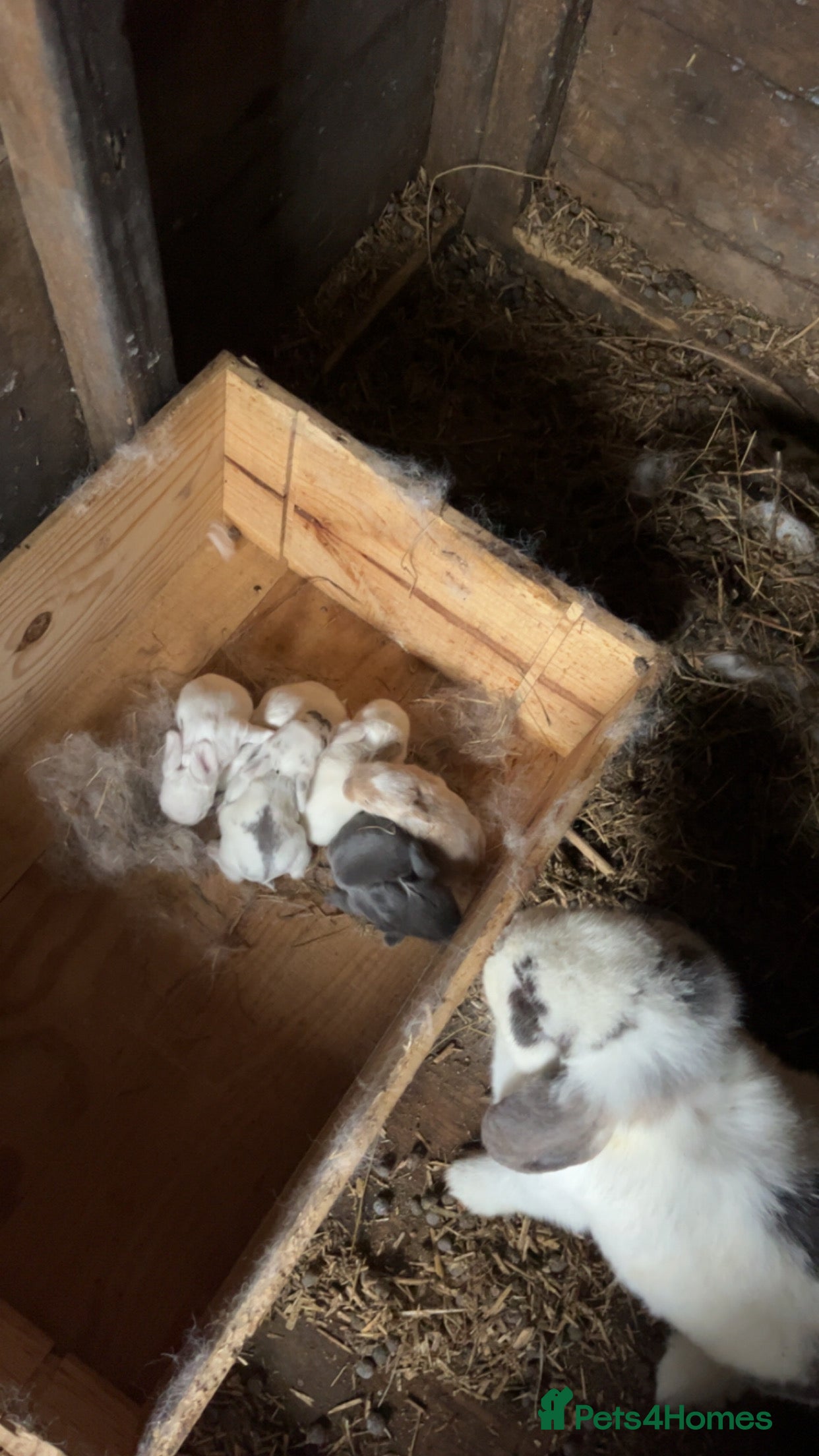 Mini Lop rabbits 6 beautiful baby mini lops  - Advert 2