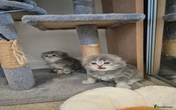 Scottish Fold cats for sale: Scottish Fold Dolls - Image 10