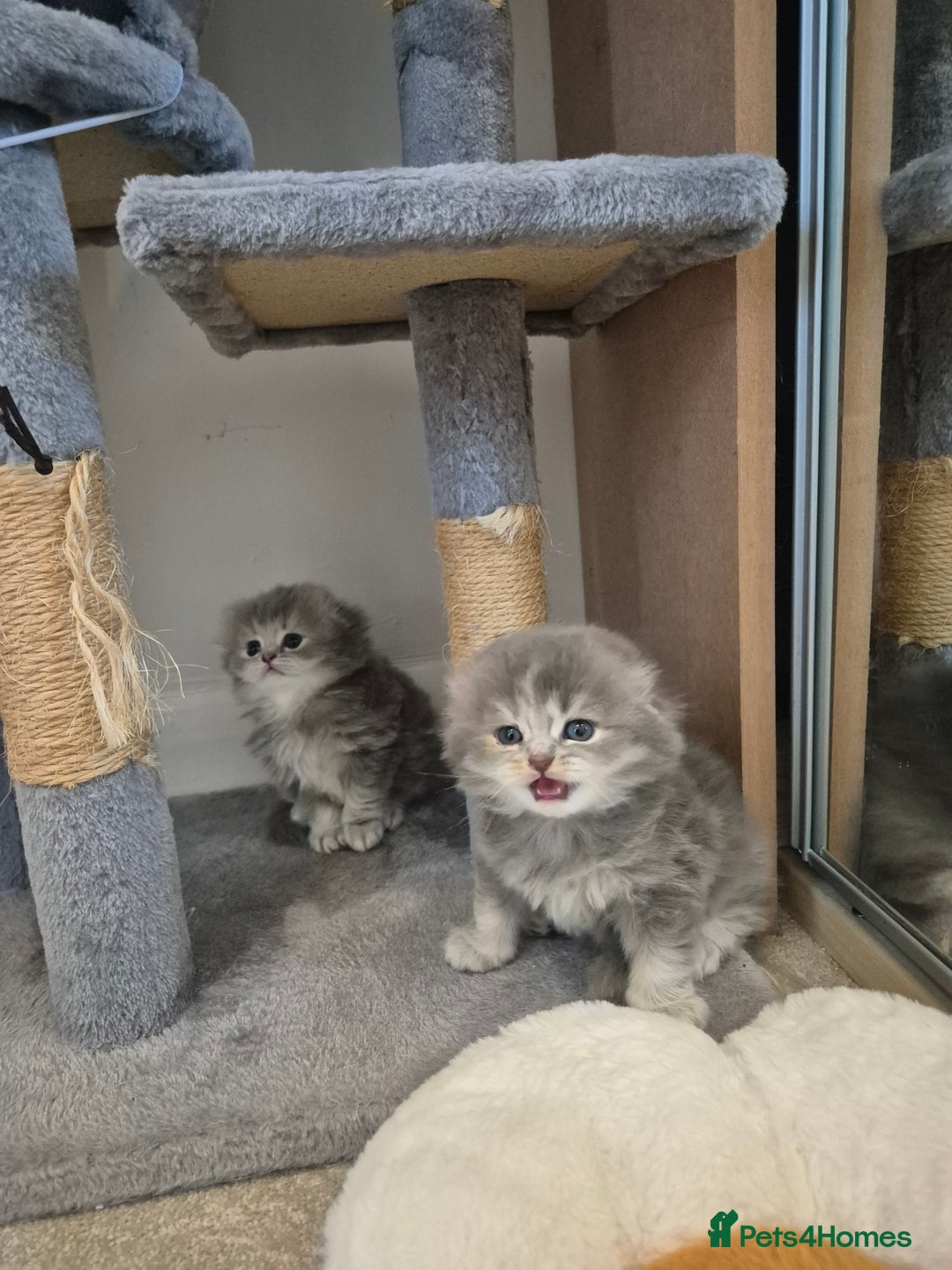 Scottish Fold cats for sale: Scottish Fold Dolls - Image 10