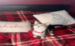 Mixed Breed cats for sale: Maine Coon cross tabby - Image 2