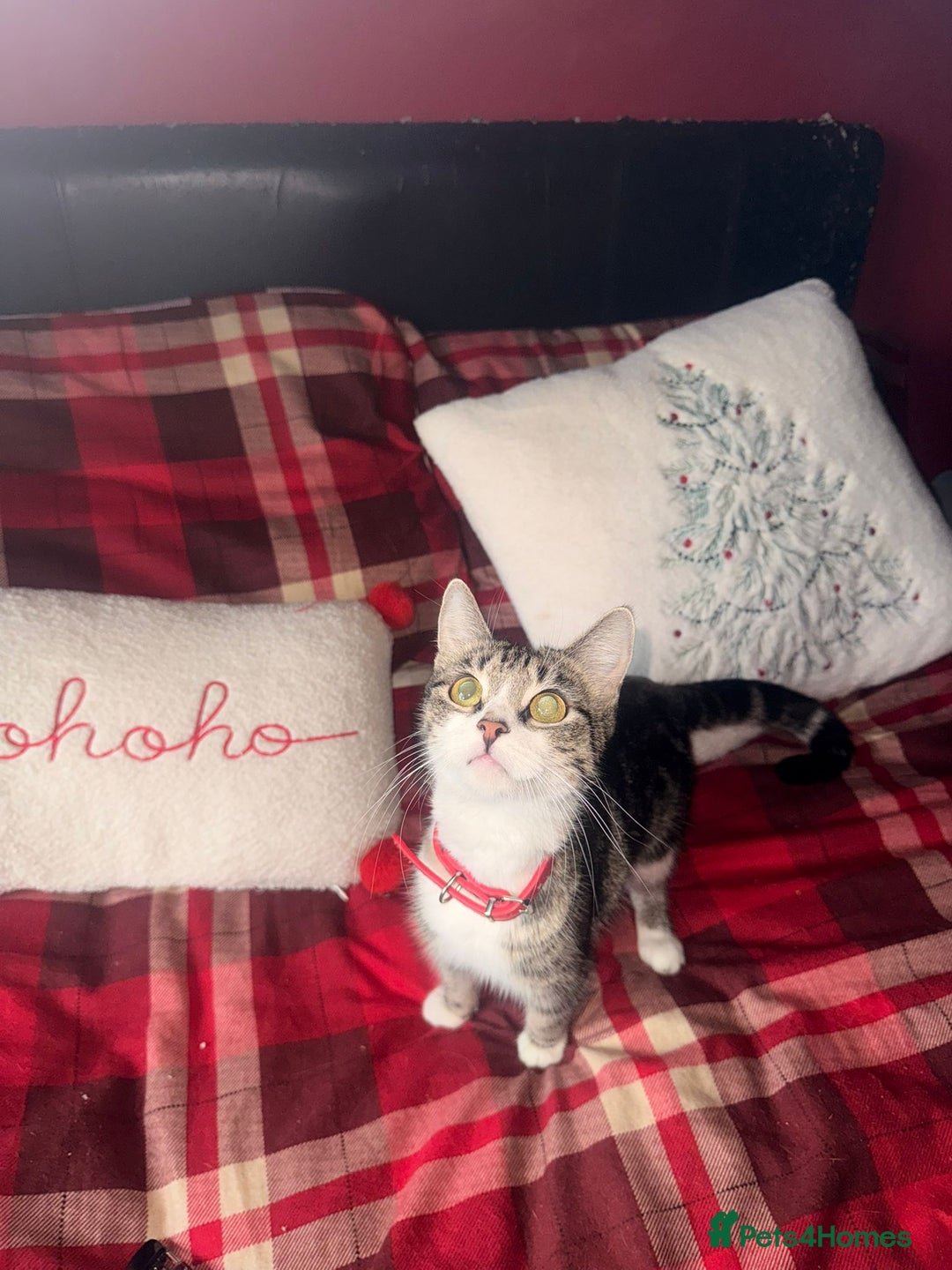 Mixed Breed cats for sale: Maine Coon cross tabby - Image 2