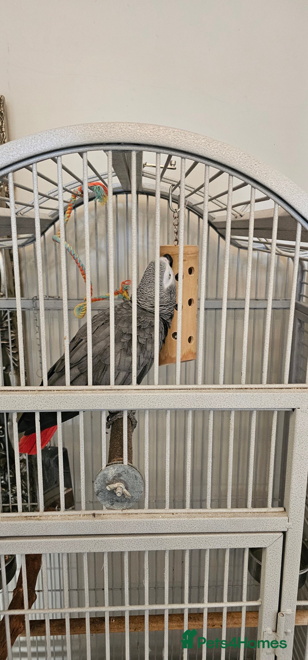 Parrots birds for sale: African grey  - Image 5
