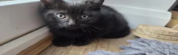 Mixed Breed cats for sale: 💗🐾3 Gorgouse Little Girl Kittens💗🐾 - Advert 6