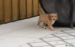 Cavapoo dogs for sale: F1 Cavapoo puppies for sale - Image 22