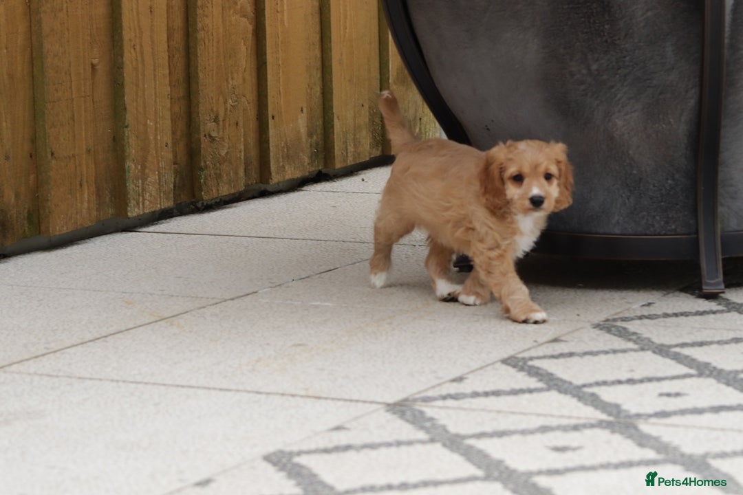 Cavapoo dogs for sale: F1 Cavapoo puppies for sale - Image 22