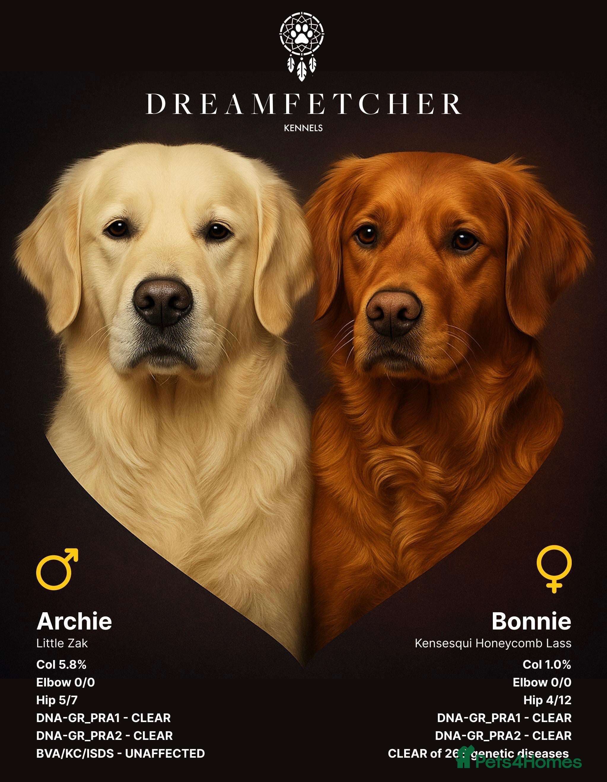 Golden Retriever dogs Beautifully Coloured Golden Retriever Puppies - Advert 9