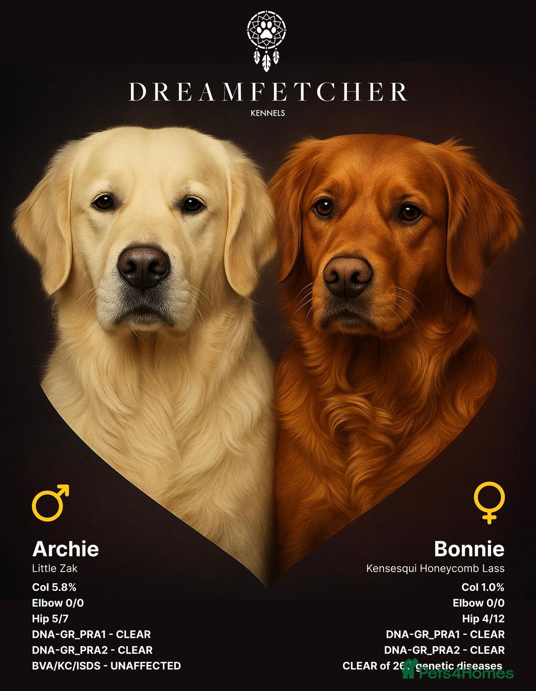 Golden Retriever dogs for sale: Beautifully Coloured Golden Retriever Puppies - Advert 3