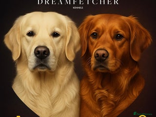 Golden Retriever dogs Beautifully Coloured Golden Retriever Puppies - Advert 9